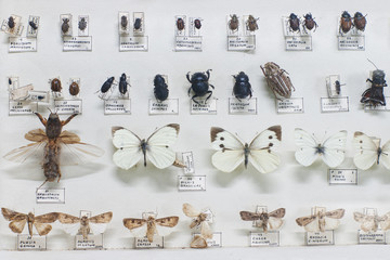 Fototapeta premium Collection of pinned bugs and butterflies with names in Latin