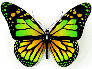 Isolated butterfly on a white background
