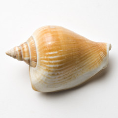 seashell