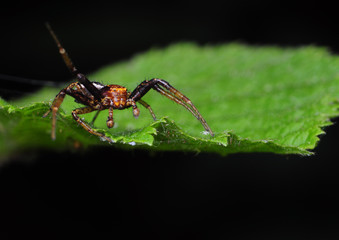Bokochód Xysticus