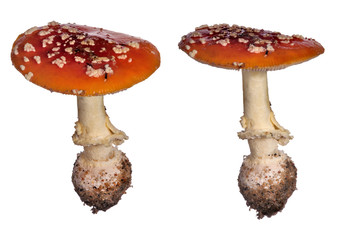 two fly-agaric mushrooms on white