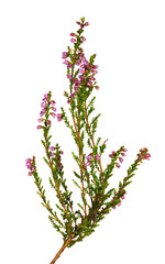 small heather with pink flowers