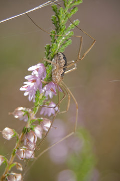 Kosarz Opiliones