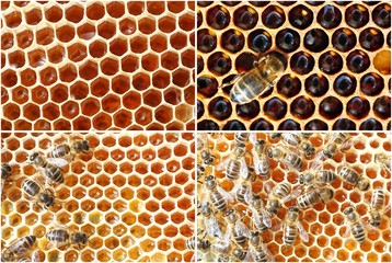 abeilles sur alvéoles de cire