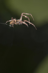 Krzyżak łąkowy Araneus quadratus
