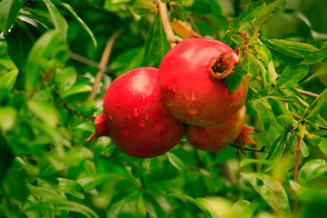 Granatapfel