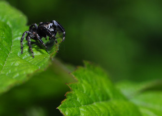 Skakun Pyrgun © Gucio_55