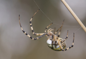 Tygrzyk paskowany Argiope bruennichi