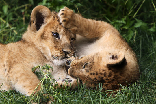 L&ouml;wen-Br&uuml;der