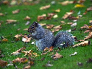 Squirrel