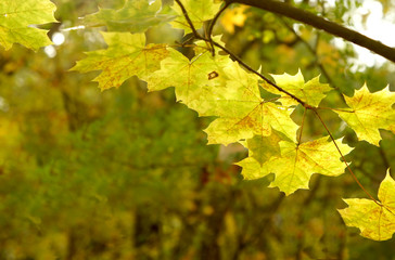 Background with leaves