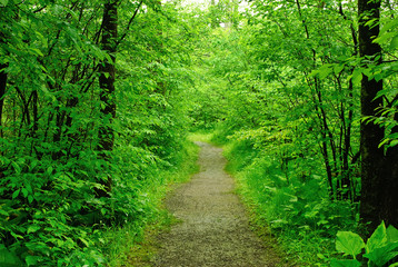 Fototapeta na wymiar Footpath in summer forest
