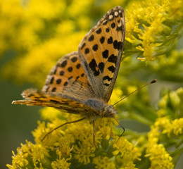 Dostojka latonia Issoria lathonia © Gucio_55