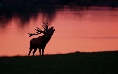 cerf brame silhouette animal mammifère contre jour étang lac m