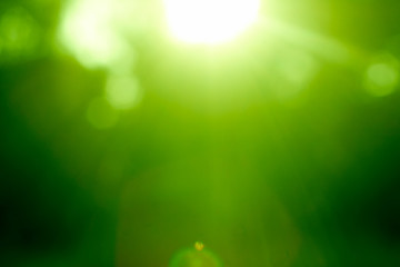 Abstrakter grüner Wald mit Sonnenstrahl defokussiert