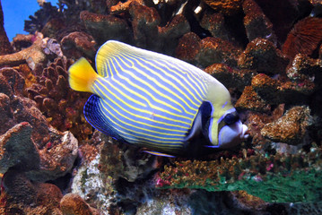 Fototapeta na wymiar Beautiful sea fish