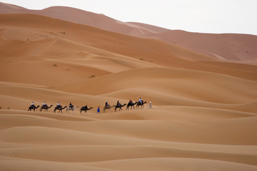 Fototapeta na wymiar Kamelsafari in der Sahara