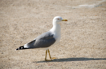 Goeland10