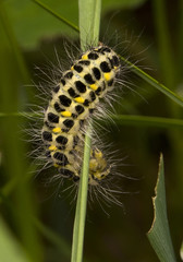 Kraśnik Zygaena lonicerae © Gucio_55