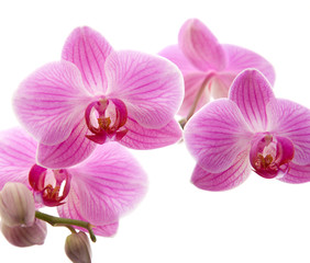 Fototapeta na wymiar pink stripy phalaenopsis Orchidea samodzielnie na białym tle