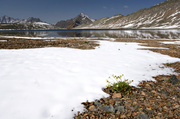 Fototapeta premium Mountain lake, snow, stones and yellow flowers. Sayan Mountains