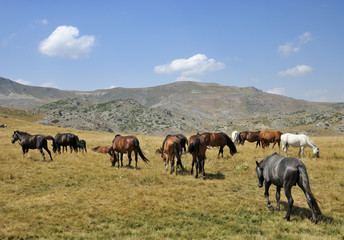 Naklejka na ściany i meble Konie z góry od Macedonii