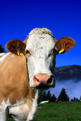Naklejka na ściany i meble Krowy w Alpach