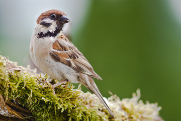 feldsperling im Frühling