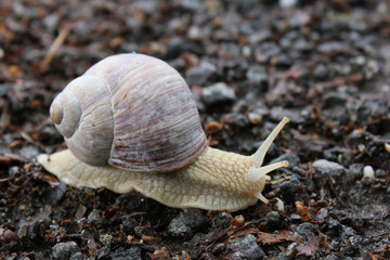 snail