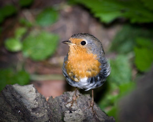 Erithacus rubecula, Robin