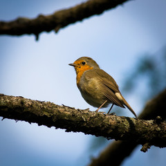 Erithacus rubecula, Robin