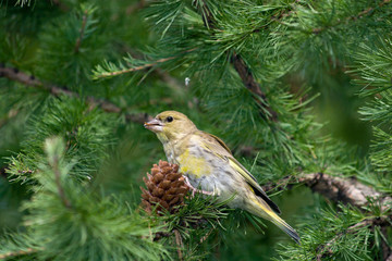 Carduelis chloris, Greenfinch