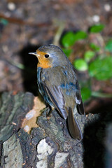 Erithacus rubecula, Robin