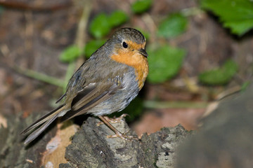 Erithacus rubecula, Robin