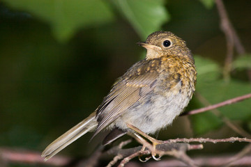 Erithacus rubecula, Robin