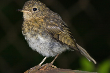 Erithacus rubecula, Robin