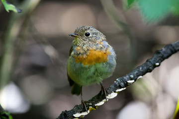 Erithacus rubecula, Robin