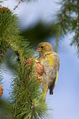 Carduelis chloris, Greenfinch