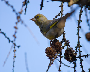Carduelis chloris, Greenfinch