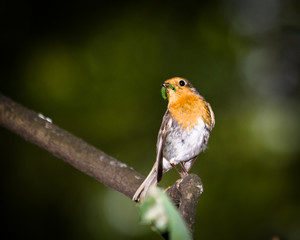 Erithacus rubecula, Robin