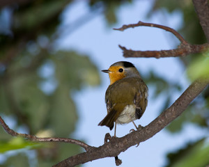 Erithacus rubecula, Robin