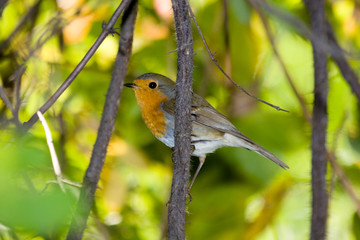 Erithacus rubecula, Robin