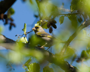 Carduelis chloris, Greenfinch