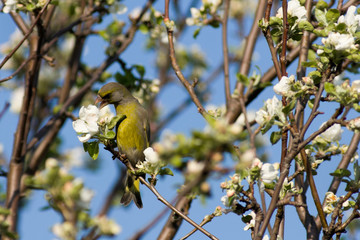 Carduelis chloris, Greenfinch