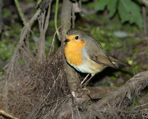 Erithacus rubecula, Robin