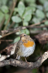 Erithacus rubecula, Robin
