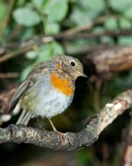 Erithacus rubecula, Robin