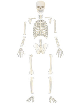 Vector the Skeleton of the person