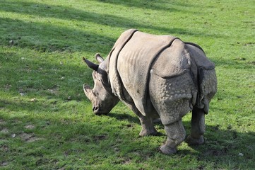 Obraz premium Rhinocéros