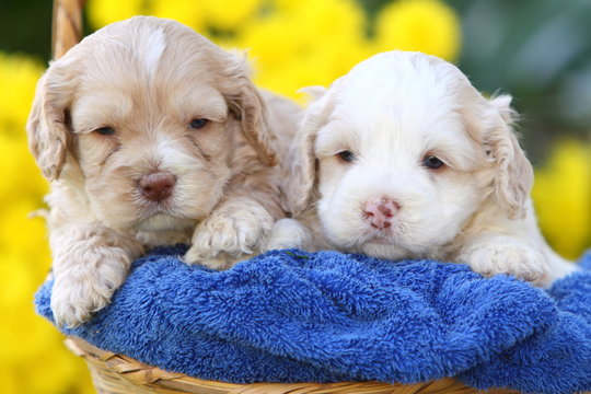 Two Cockapoo's Sitting in Basket